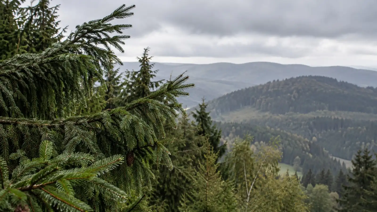 Wind am Nadelwaldrand. Generisches bewaldetes Bergland ohne markante Gipfel.